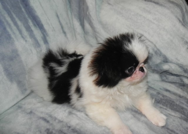 Japanese Chin puppy for sale + 63277