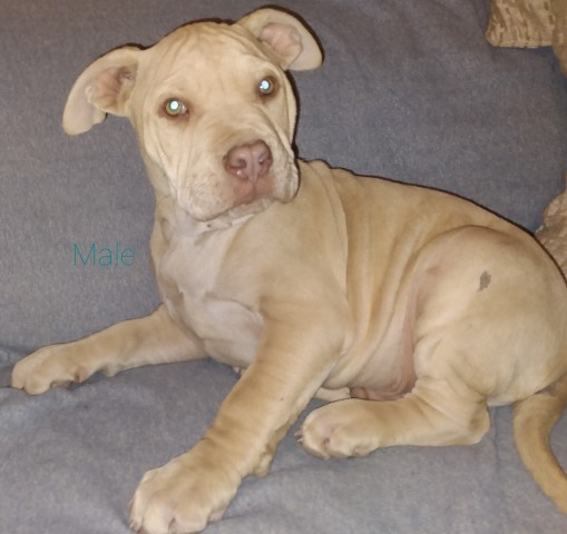 American Pit Bull Terrier puppy for sale + 62929
