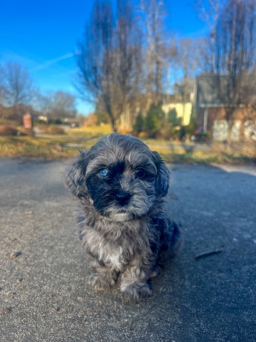 Shih Poo puppy for sale + 66422