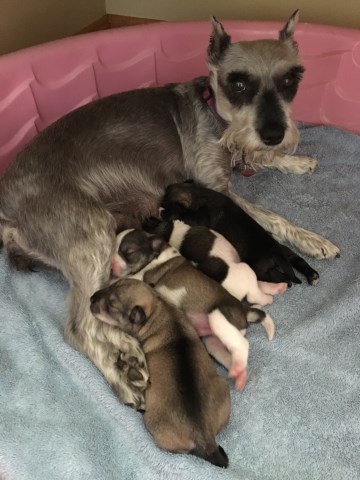 Miniature Schnauzer puppy for sale + 47314