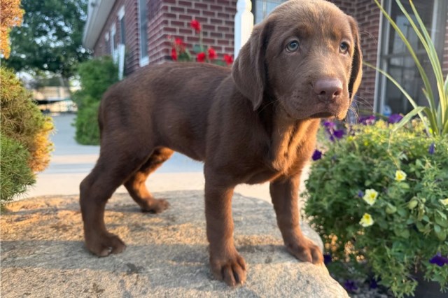 Golden Retriever puppy for sale + 67001