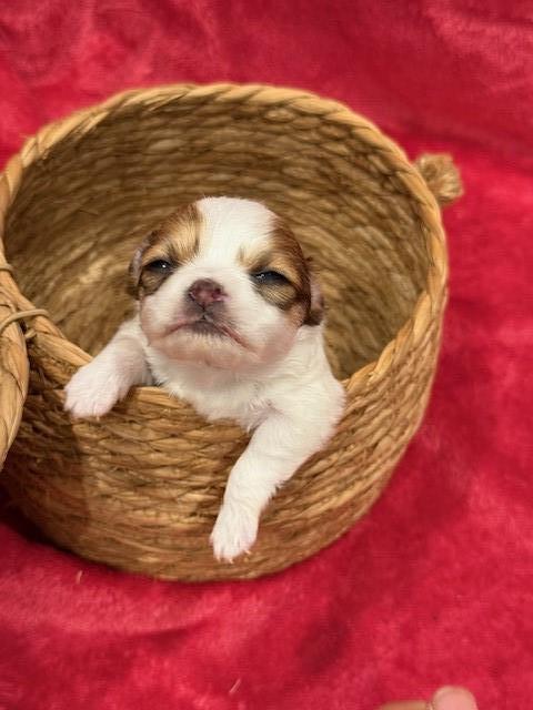 Chihuahua puppy for sale + 65508