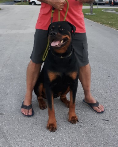 Rottweilers and Rottweiler Puppies for rehoming in South Florida