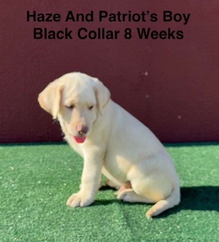 Labrador Retriever puppy for sale + 67151