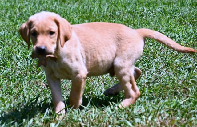 Labrador Retriever puppy for sale + 64970