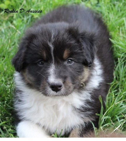 AKC & ASCA Australian Shepherd puppies! Male & female. Parents health tested.