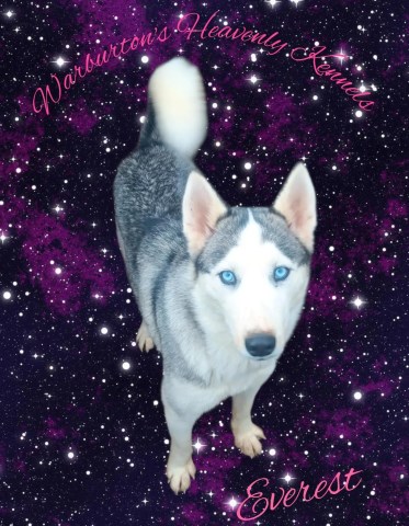 Siberian Husky puppy for sale + 67063