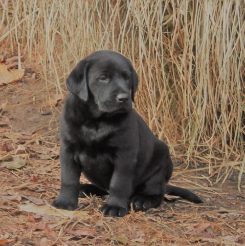 Labrador Retriever puppy for sale + 50286