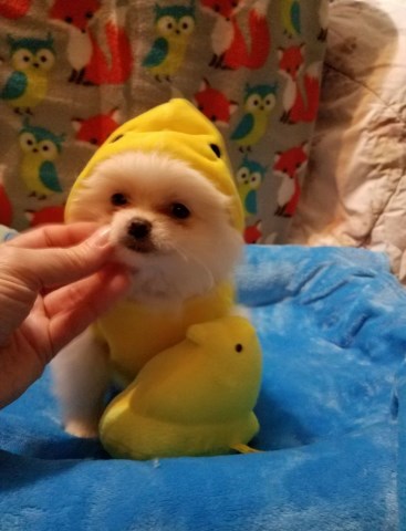 Adorable Tiny Pomeranian puppies for Sale