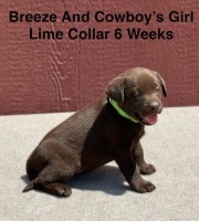AKC Chocolate And Black Female Labrador Puppies Labrador Retriever for sale/adoption