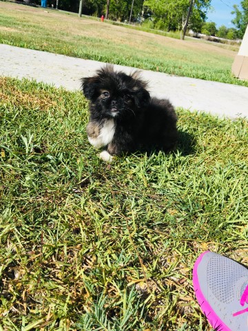 Beautiful Pure Bred Multicolor Pekingese Puppies