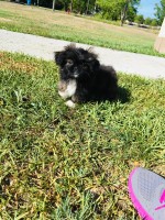 Beautiful Pure Bred Multicolor Pekingese Puppies Pekingese for sale/adoption