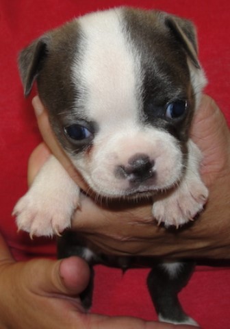 Boston Terrier puppy for sale + 64249