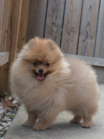 Purebred Pomeranian puppy BOY Bailey