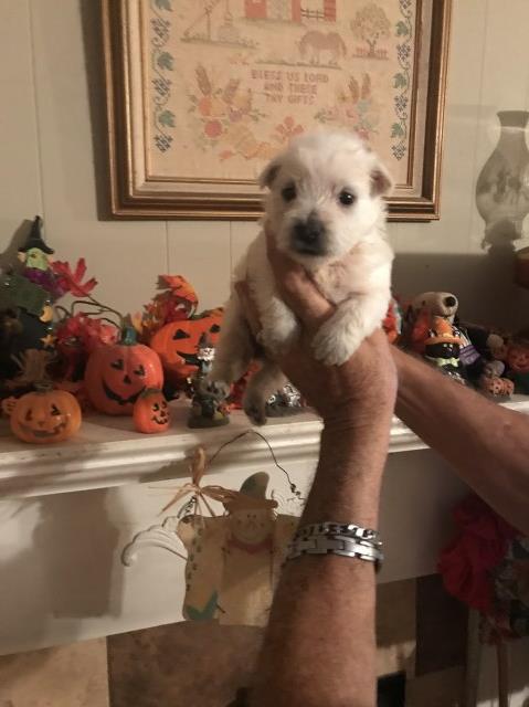 West Highland White Terrier puppy for sale + 54076