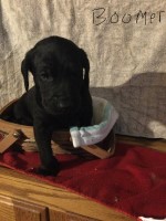 F1 Double Doodle Labradoodle for sale/adoption