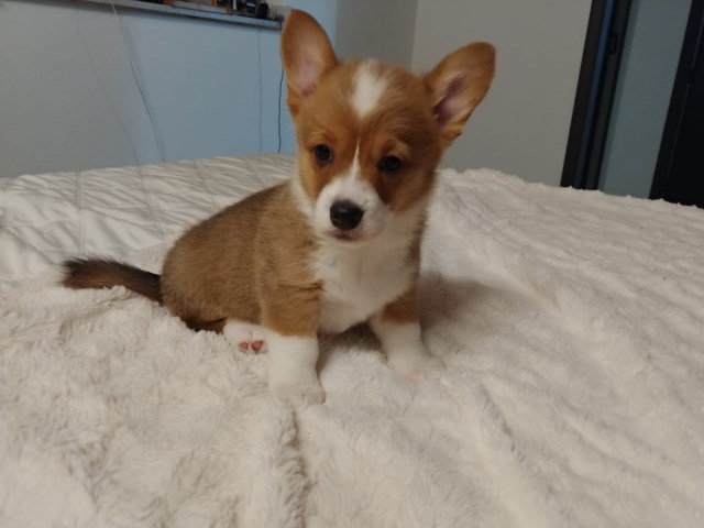 Pembroke Welsh Corgi puppies