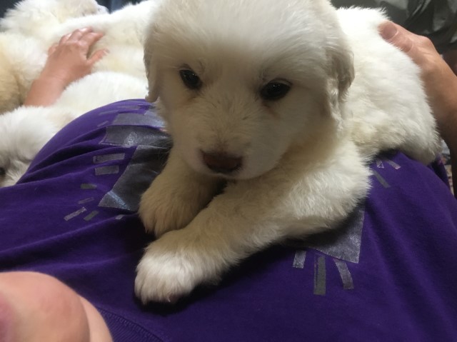 Great Pyrenees puppy for sale + 63026