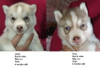 AKC Siberian Husky Champion  lines Siberian Husky for sale/adoption