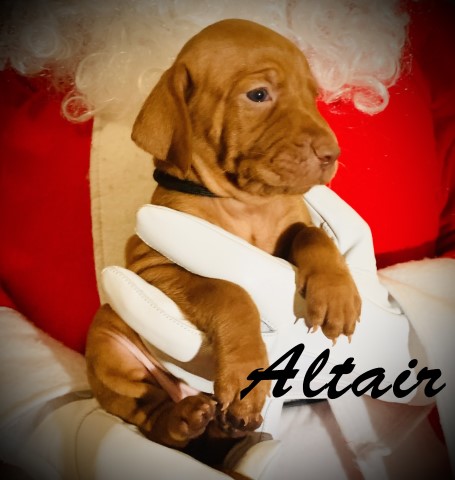 Vizsla Puppies, Only 6 puppies left! Reserve for $200! Available January 17th at 8 weeks old!