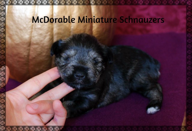 Miniature Schnauzer puppies that will be ready to go by Christmas!!