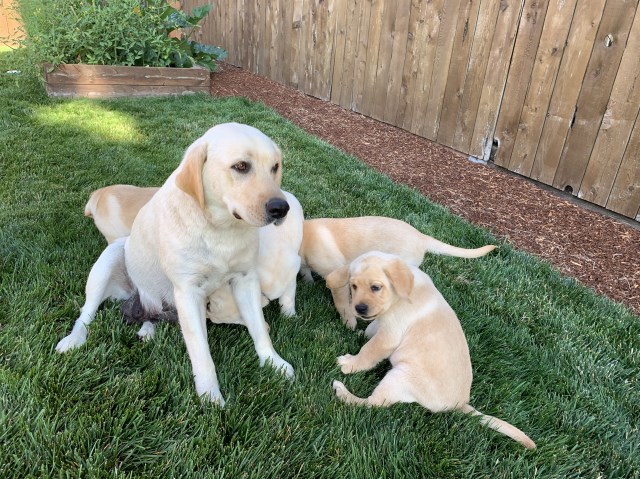 AKC English Lab Puppies