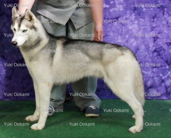 Siberian Husky puppy for sale + 62255