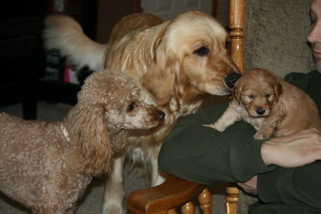 Goldendoodle puppy for sale + 53267