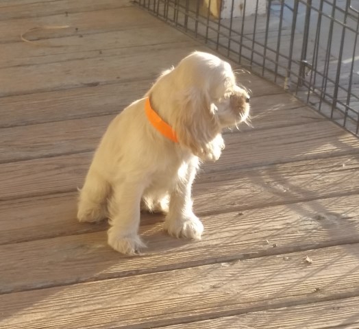 2 Buff female Cocker Spaniel  Puppies