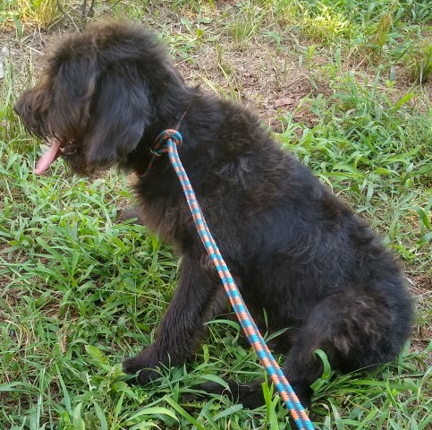 Labradoodle puppy for sale + 61635