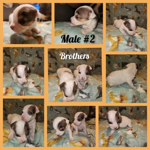 CKC Jack Russell Terriers