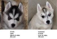 AKC CH Line Siberian husky puppies Siberian Husky for sale/adoption