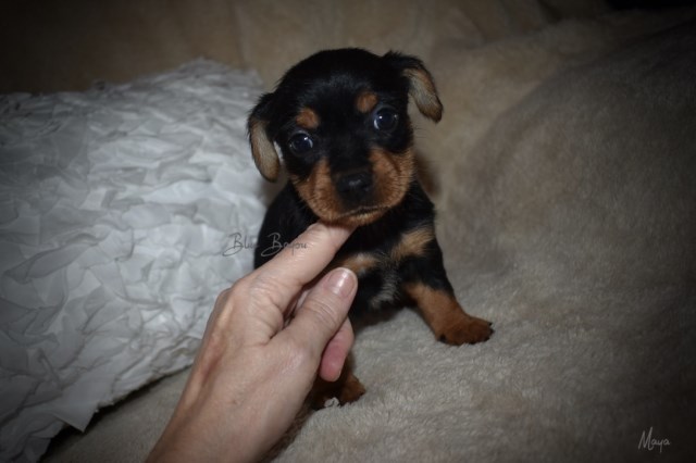 Yorkshire Terrier puppy for sale + 55169