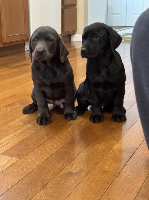 Labrador Retriever Puppies