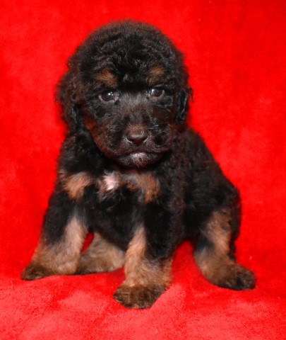 Cayden - Sheepadoodle Puppy