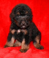 Cayden - Sheepadoodle Puppy Old English Sheepdog for sale/adoption