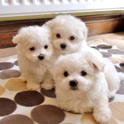 Well Trained Maltese Puppies Available