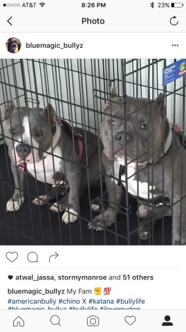 Bully PUPPIES FOR SALE!!!! Dax, Miagi, Primo, Kingspade, Freakshow!!