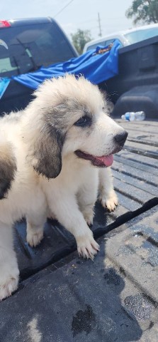 10 week old Great Pyrenees pups