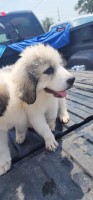 10 week old Great Pyrenees pups Great Pyrenees for sale/adoption