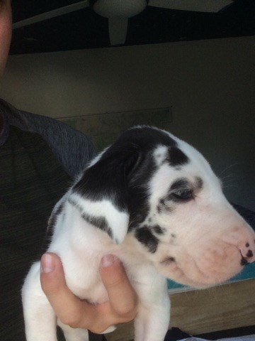 Great Dane puppy for sale + 49701
