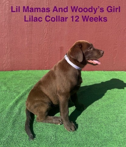 Labrador Retriever puppy for sale + 66085