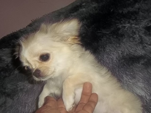 Chihuahua puppy for sale + 62622