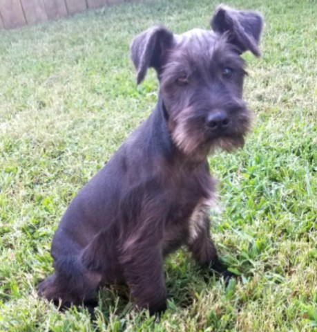 Miniature Schnauzer puppy for sale + 58189