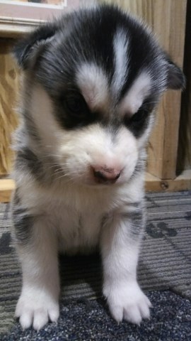 Funny Siberian Husky Puppies For Sale In Missouri