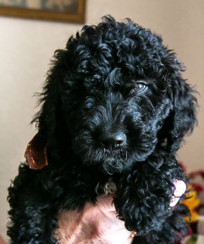 Goldendoodle Puppies in No Nevada