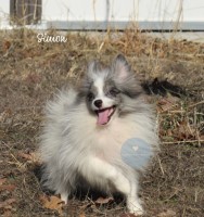 Pomeranian Simon Pomeranian for sale/adoption