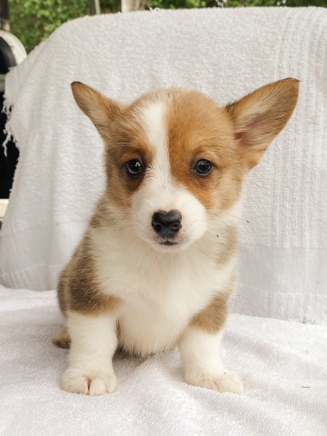 Pembroke Welsh Corgi puppy