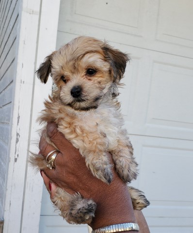 Morkie puppy for sale + 60982