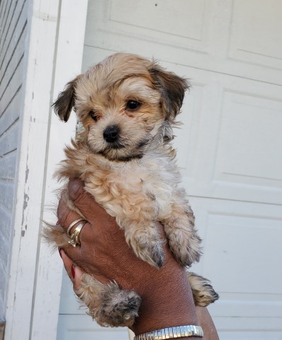 morkie dog bailey male